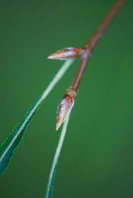 Fagus sylvatica 'Asplenifolia' - buk lesní - pupen